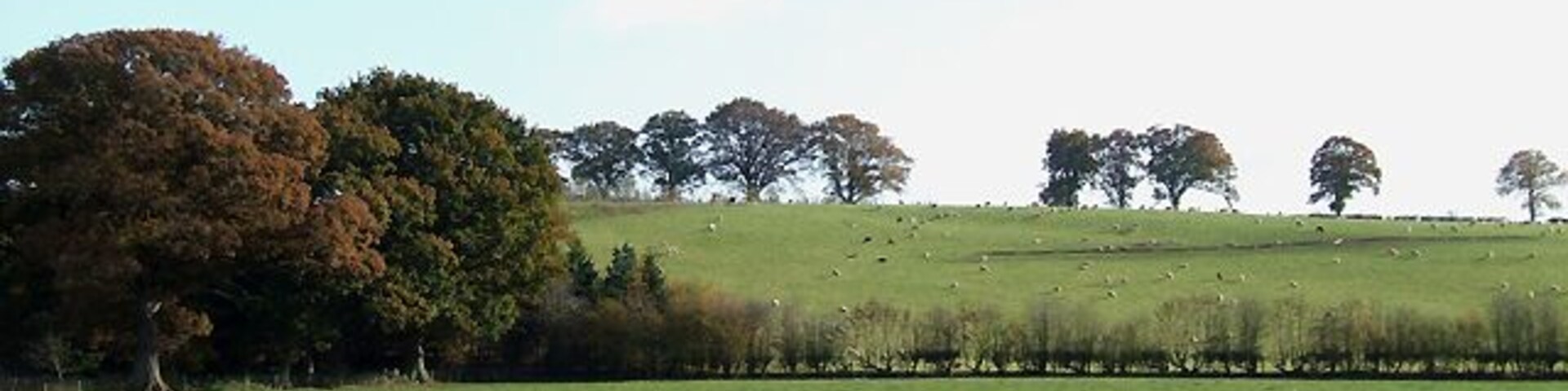 Autumn Grazing near Newton Farm, Shropshire