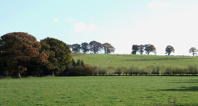 A green field with trees and sheep.
