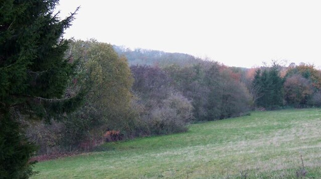 Grazing Land, Middleton Scriven, Shropshire There is extensive grazing land to the right, presently occupied by cattle. A public footpath crosses it. There is a stile into this field (just visible by the trees on the right). The public footpath should then enter the trees to cross the dingle.