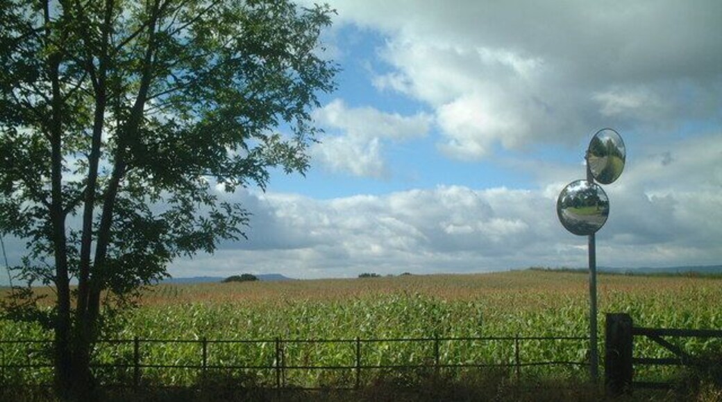 Crops to the west of St Peters Crop fields to the west of St Peters Chelmarsh, looking to Clee Hills.