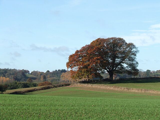 Crop Fields near Haughton, Shropshire The winter growing crops appear in excellent condition.