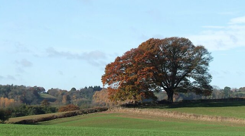 Crop Fields near Haughton, Shropshire The winter growing crops appear in excellent condition.