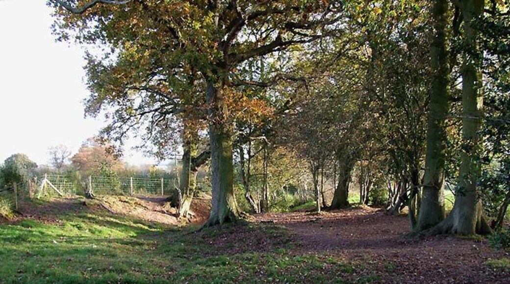 Bridleway to Aston Botterell, Shropshire As the public bridleway drops down here through the trees towards Aston Botterell, the way becomes more of a stream bed for the next couple of hundred metres..