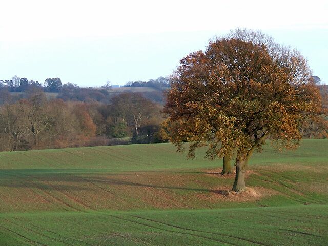 Afternoon Sun across Autumn Cropfields, Shropshire