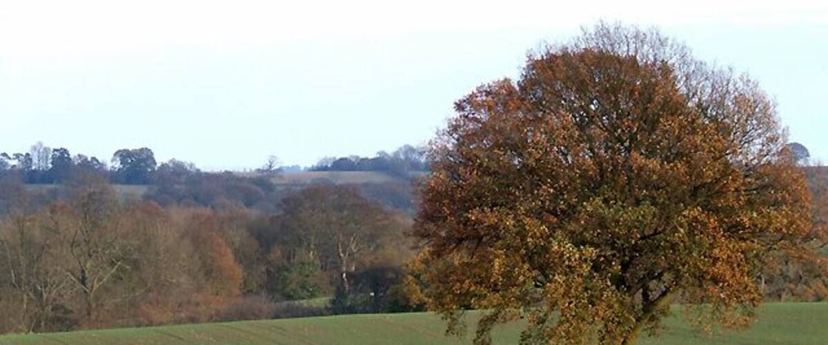 Afternoon Sun across Autumn Cropfields, Shropshire