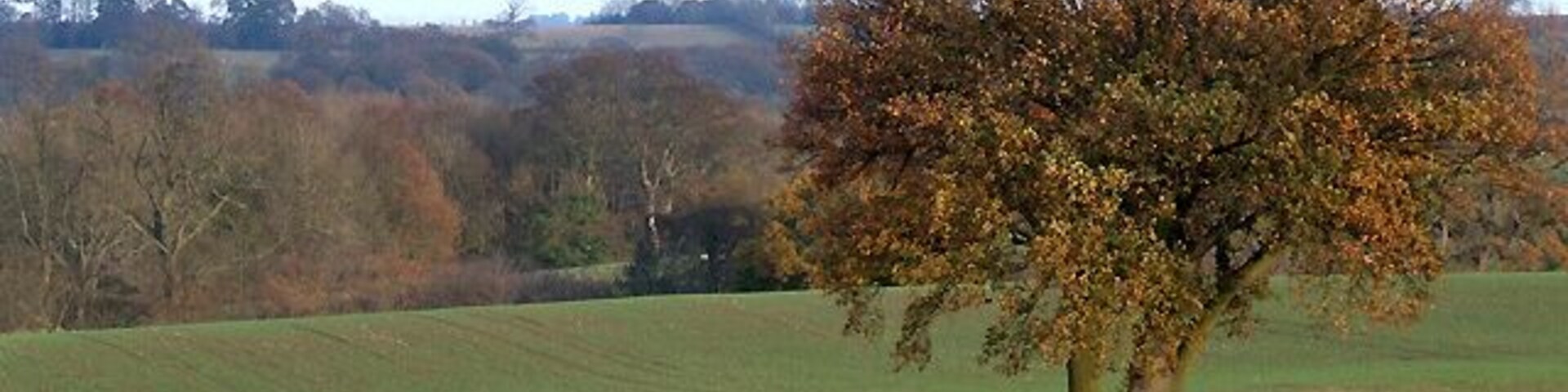 Afternoon Sun across Autumn Cropfields, Shropshire