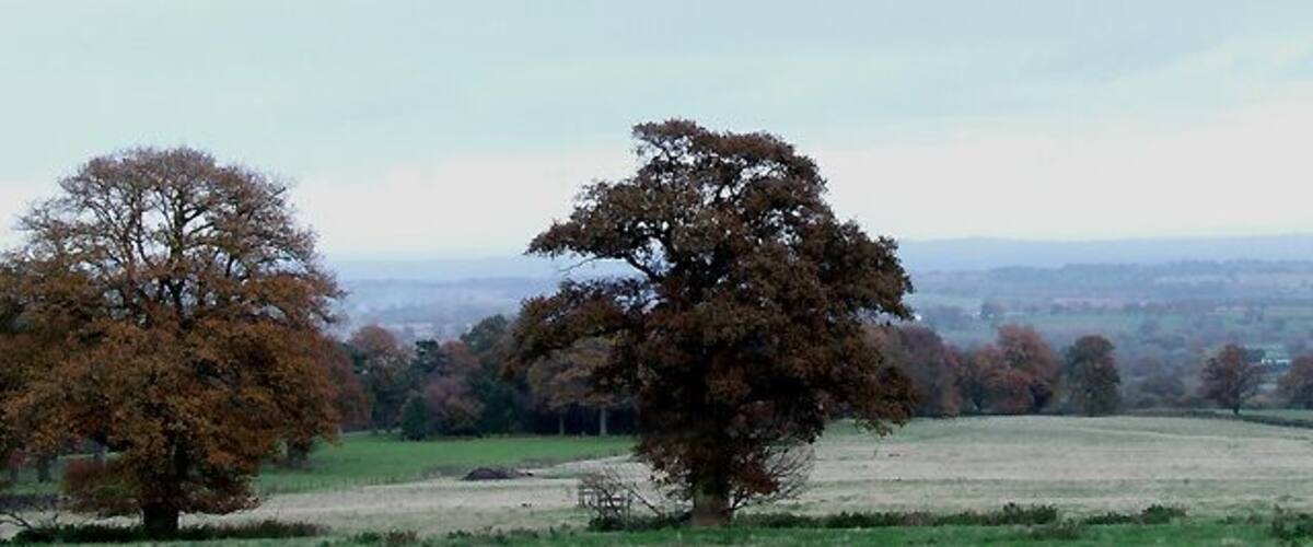 A rural landscape with a prominent tree in the foreground and rolling hills in the background.