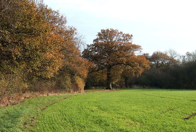 Cropfield by Woodland, near Overton, Shropshire The small area of woodland on the left is owned by the Woodland Trust, and is open for visitors at any time.