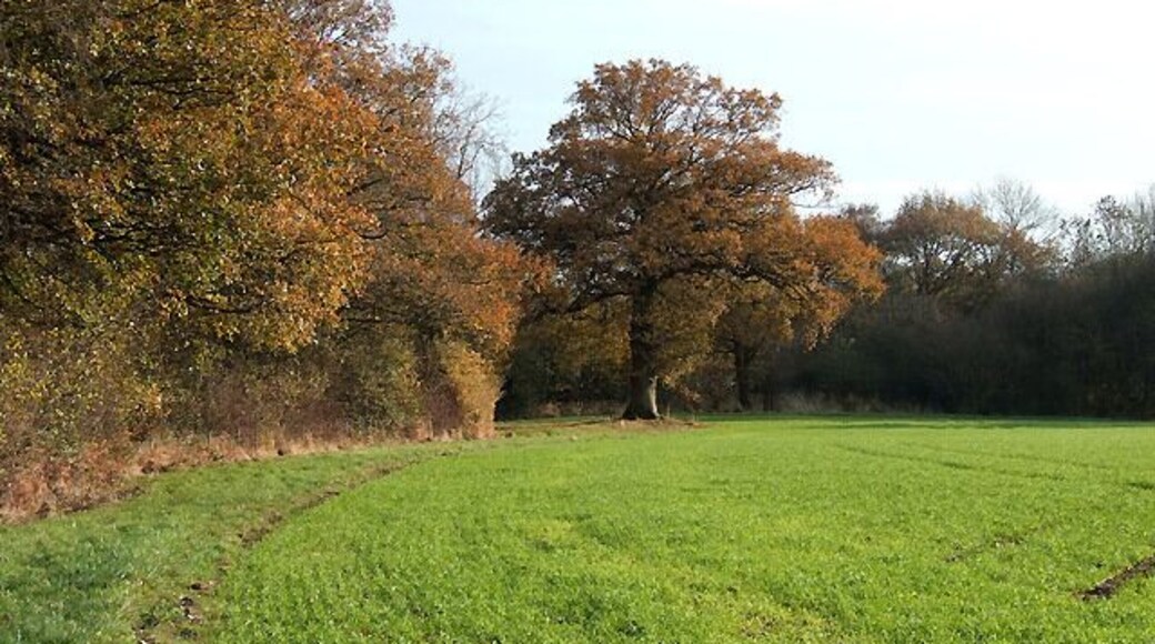 Cropfield by Woodland, near Overton, Shropshire The small area of woodland on the left is owned by the Woodland Trust, and is open for visitors at any time.