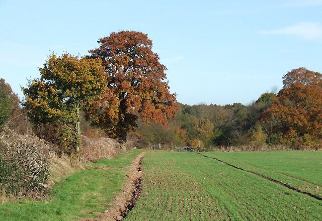 A rural landscape with a dirt path, green fields, and autumn-colored trees.