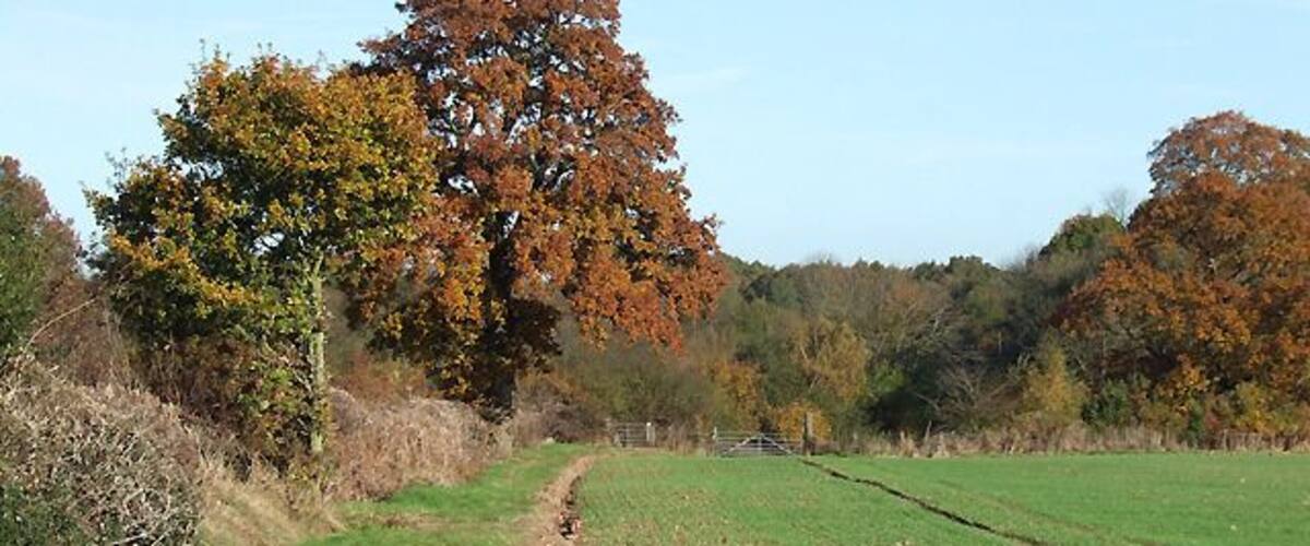 A rural landscape with a dirt path, green fields, and autumn-colored trees.