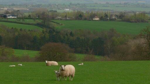 Farmland near Wall Furlong Farm, Shropshire
