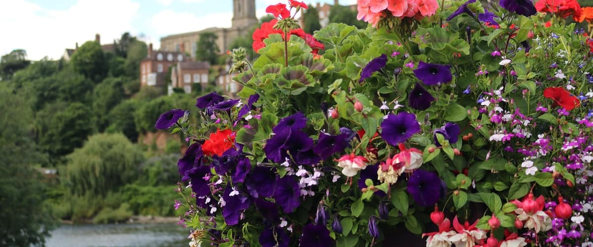 A garden with purple, pink, and red flowers in front of a historic building with a tower.