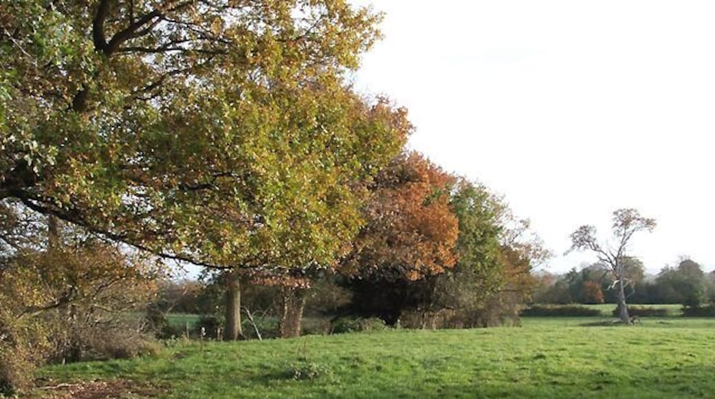 Grazing Land near Burwarton, Shropshire Late afternoon sun seems to enhance the autumnal colours.