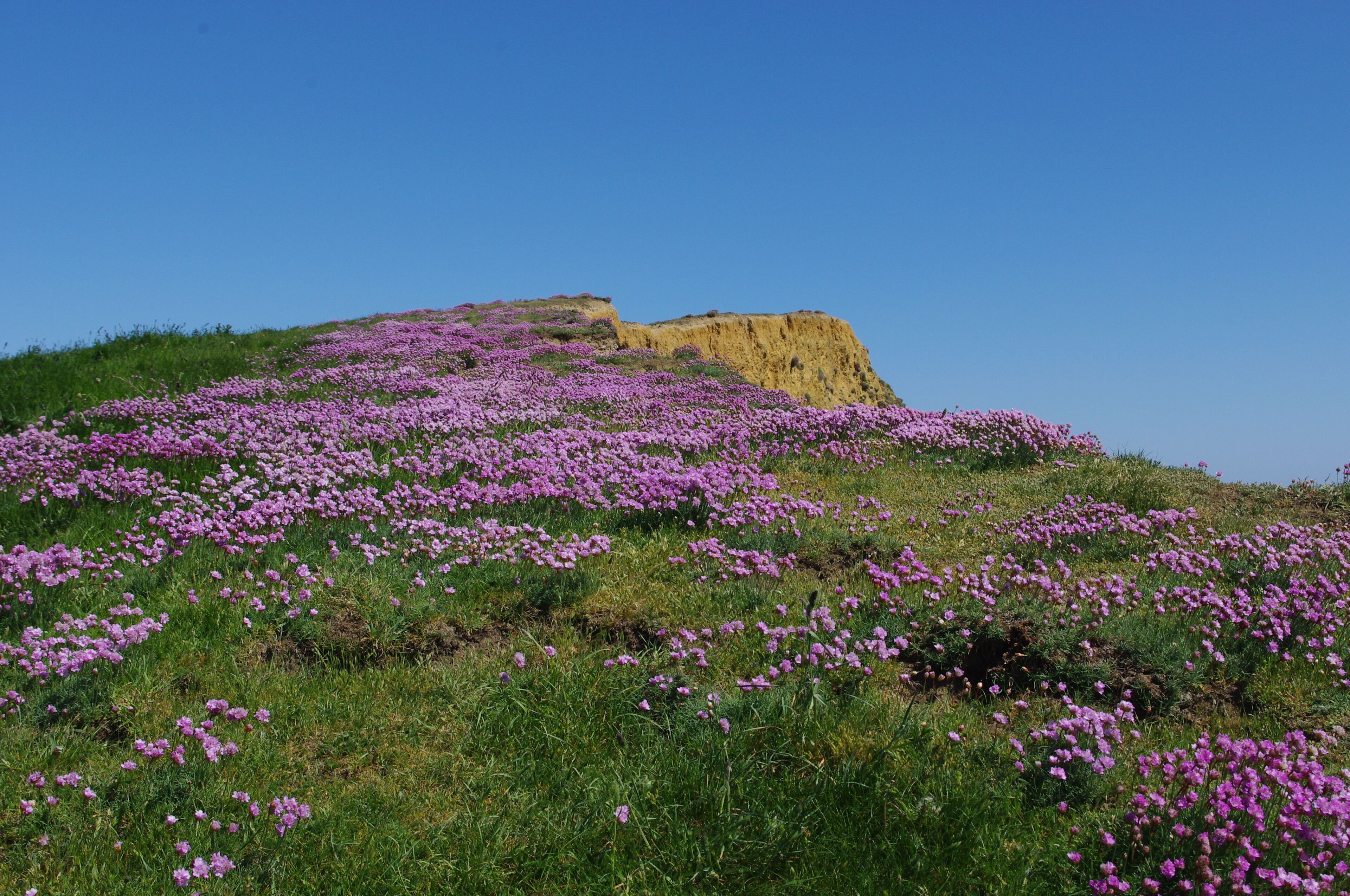 A hill covered with purple flowers and a yellow rock formation.