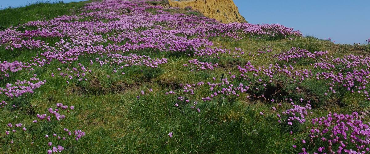 A hill covered with purple flowers and a yellow rock formation.