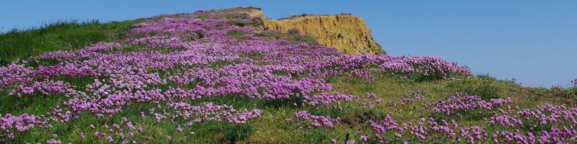 A hill covered with purple flowers and a yellow rock formation.
