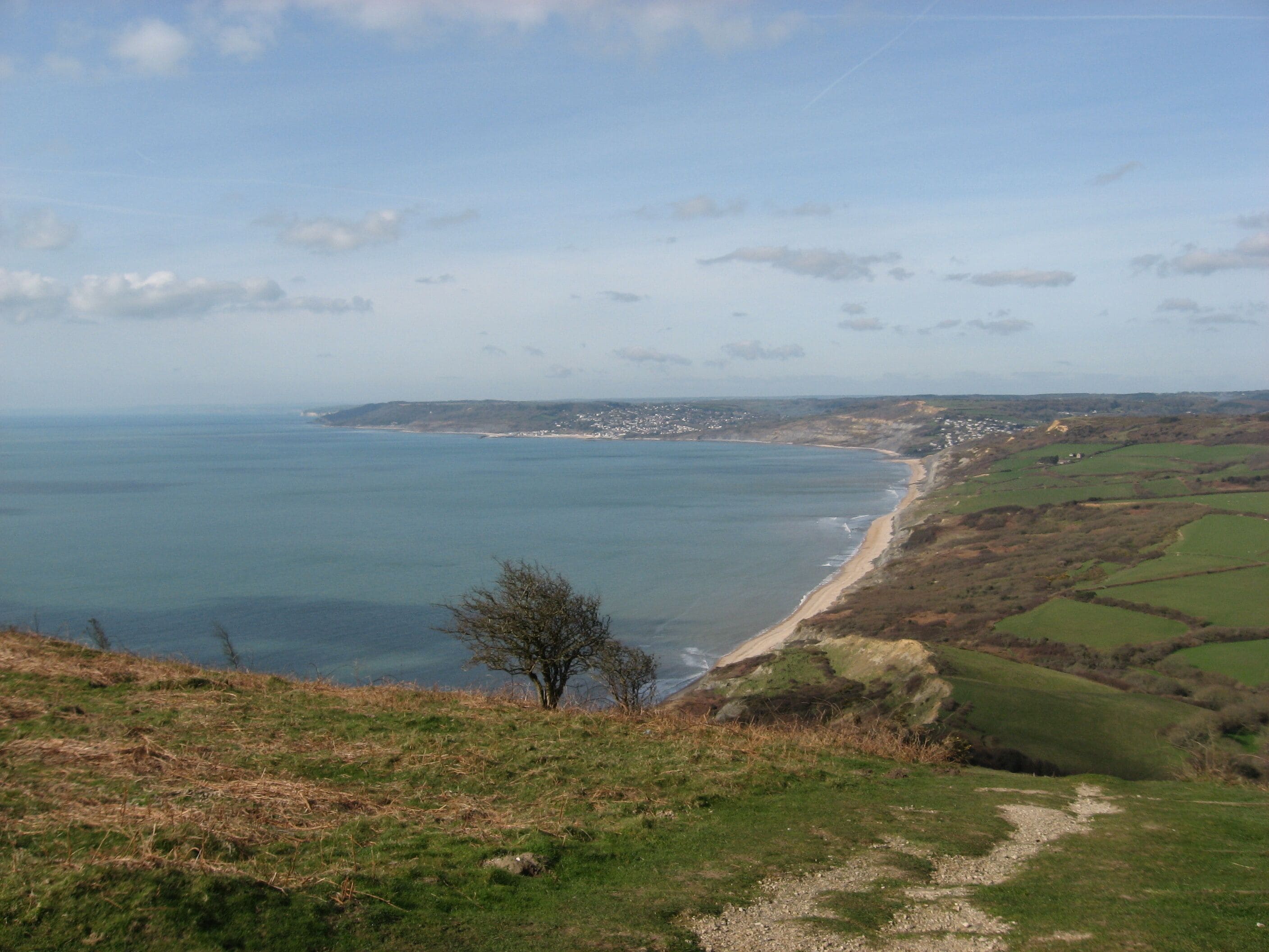 A coastal landscape with a beach, grassy fields, and a tree in the foreground.