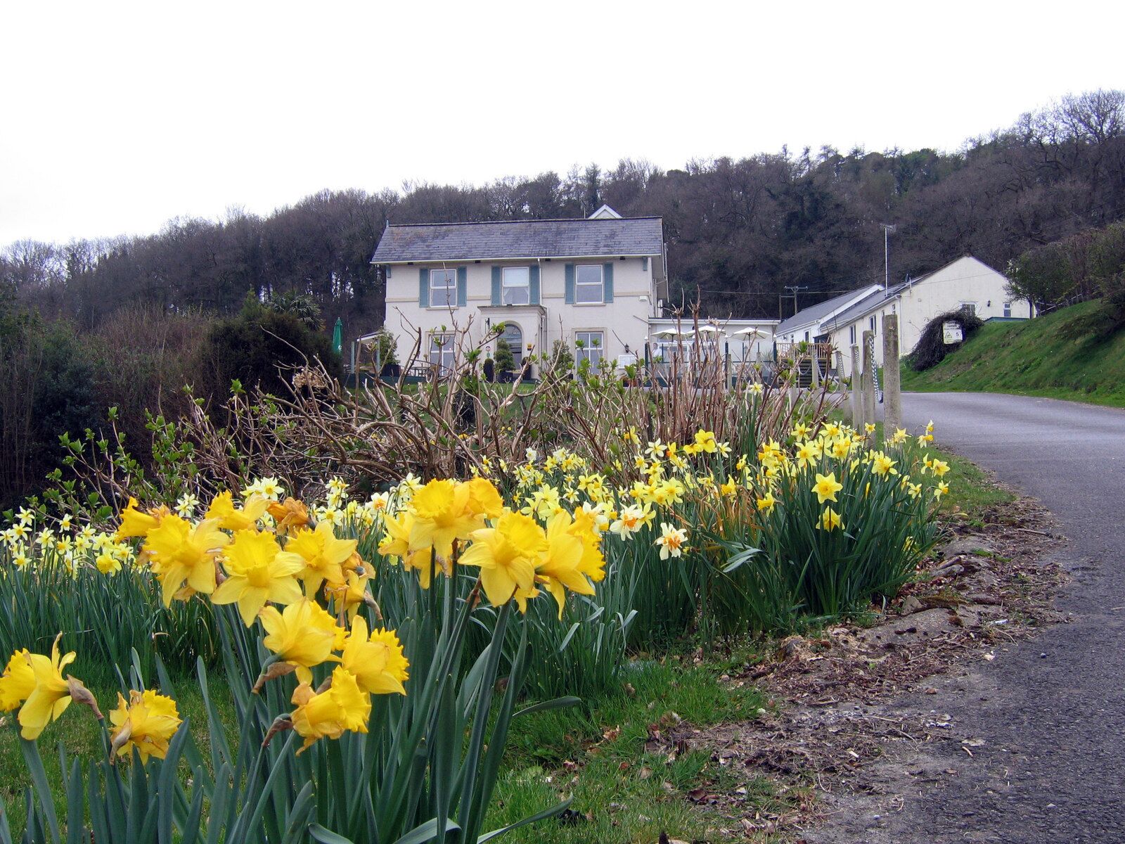 A rural landscape with a row of yellow daffodils, a white building, and a road.