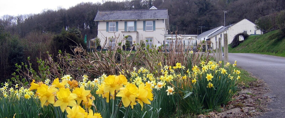 A rural landscape with a row of yellow daffodils, a white building, and a road.