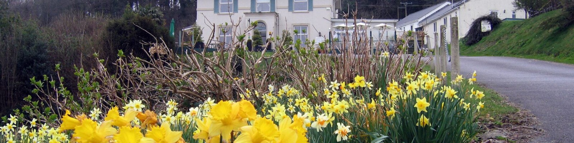 A rural landscape with a row of yellow daffodils, a white building, and a road.