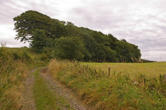 Towards Knowle Hill A footpath on the Mappercombe Estate.
