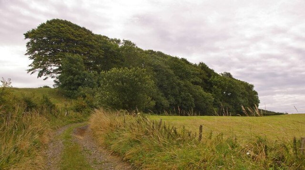 Towards Knowle Hill A footpath on the Mappercombe Estate.