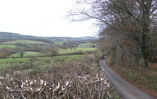Hungry Hill View south across Dorset downlands. A newly trimmed hedge permits this image of wood, lane and countryside