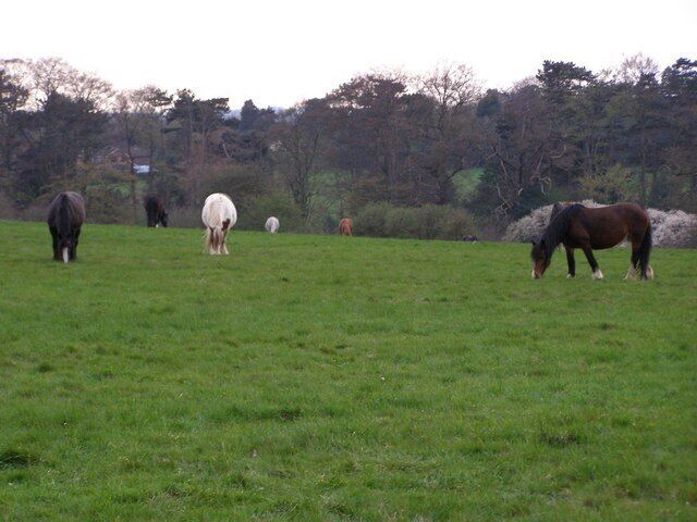 Horses Grazing Baas Hill Broxbourne Photograph taken ssw from Baas Hill Common. It shows horses grazing on farmland which lies adjacent to the A10