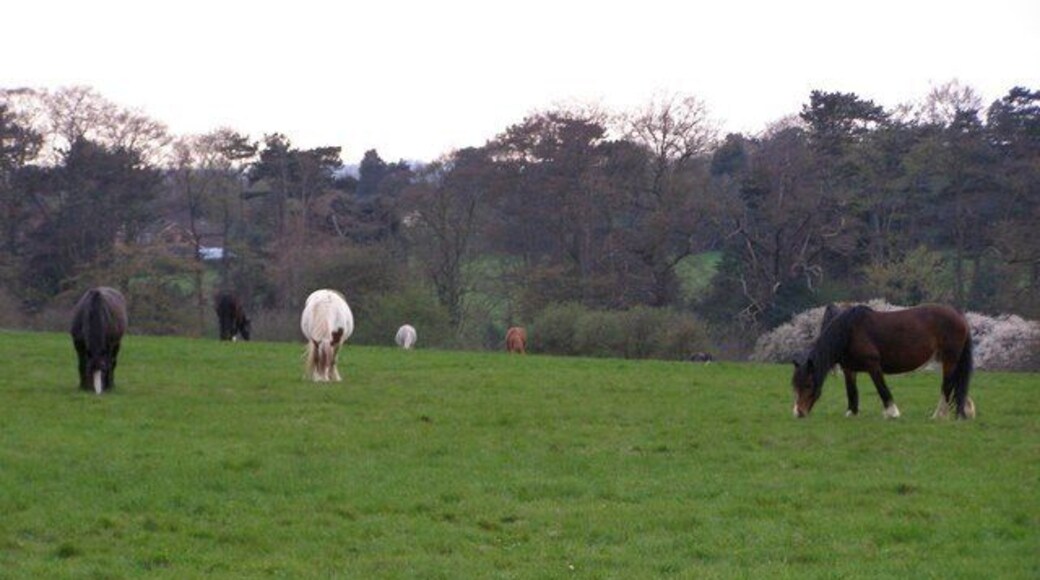 Horses Grazing Baas Hill Broxbourne Photograph taken ssw from Baas Hill Common. It shows horses grazing on farmland which lies adjacent to the A10