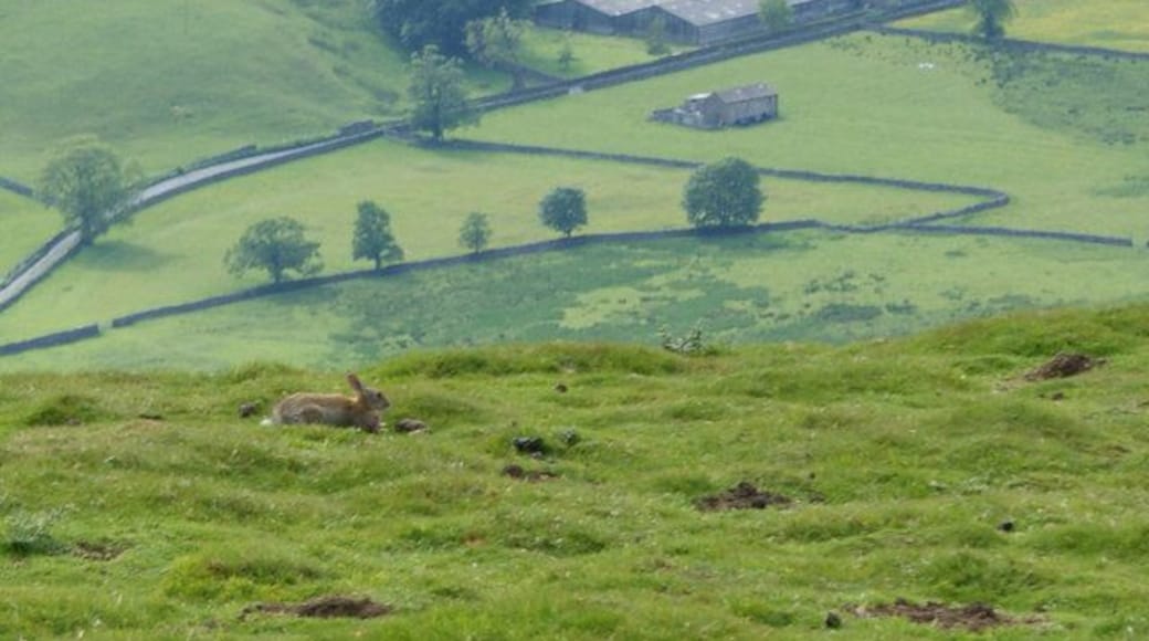 A leveret on the hillside above Buckden