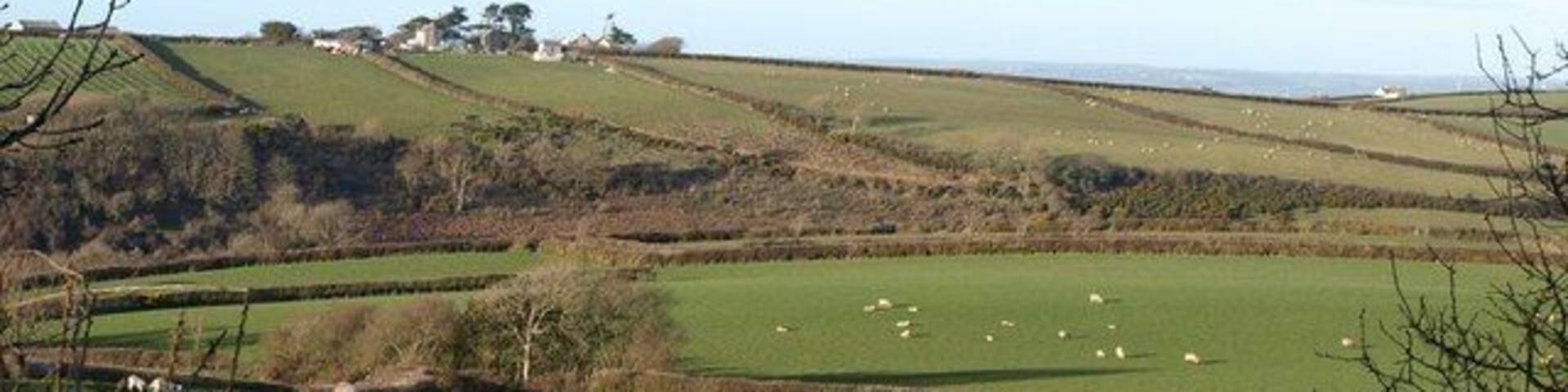 Sheep at Trencreek Ewes with their lambs on the slopes leading down towards a tributary of Millook Water. On the far hilltop is Trewint, in SX1897.