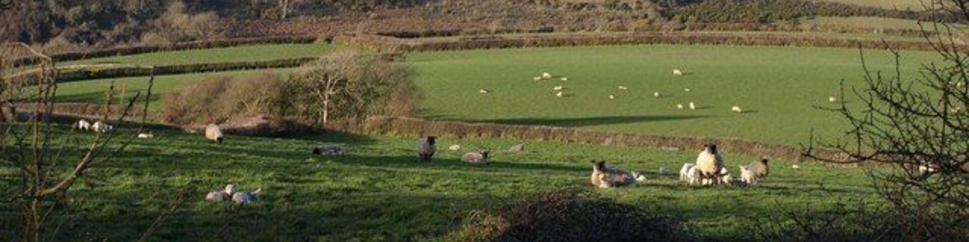 Sheep at Trencreek Ewes with their lambs on the slopes leading down towards a tributary of Millook Water. On the far hilltop is Trewint, in SX1897.