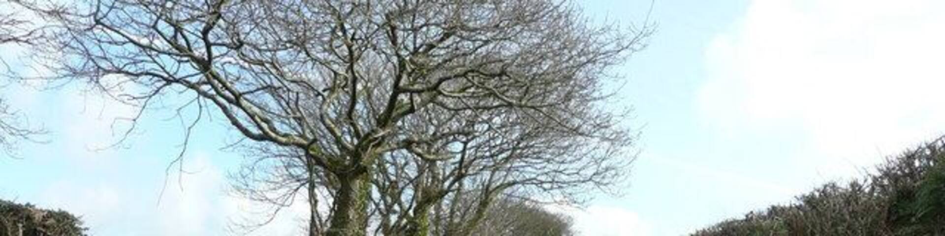 Deep-set lane This public byway takes the traveller directly from Gooseham to Eastcott and Hackmarsh.