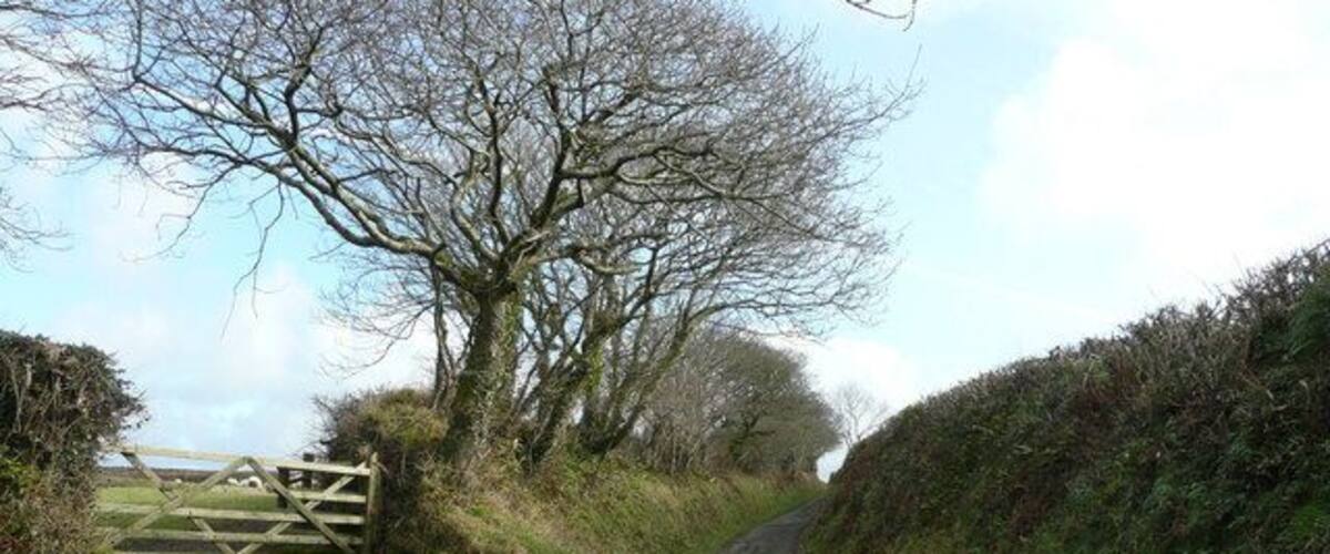 A narrow gravel road flanked by hedges and trees, leading to a wooden gate.