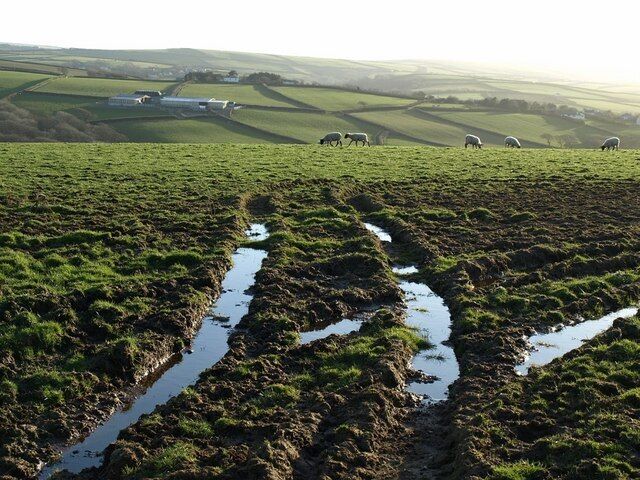 Field and sheep near Trelay Water lies in ruts by the gate from the road from Wainhouse Corner to Crackington Haven. The sunlit sheep are grazing where the pasture begins to tip away down into the valley of a tributary of the Crackington Stream. On the far side, in SX1795, a modern barn sits among old curving field boundaries. On the extreme right is Rosecare, in SX1695.
