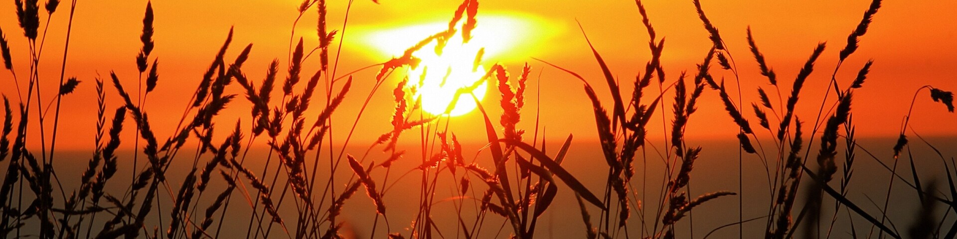 A sunset with silhouettes of grass against an orange sky.