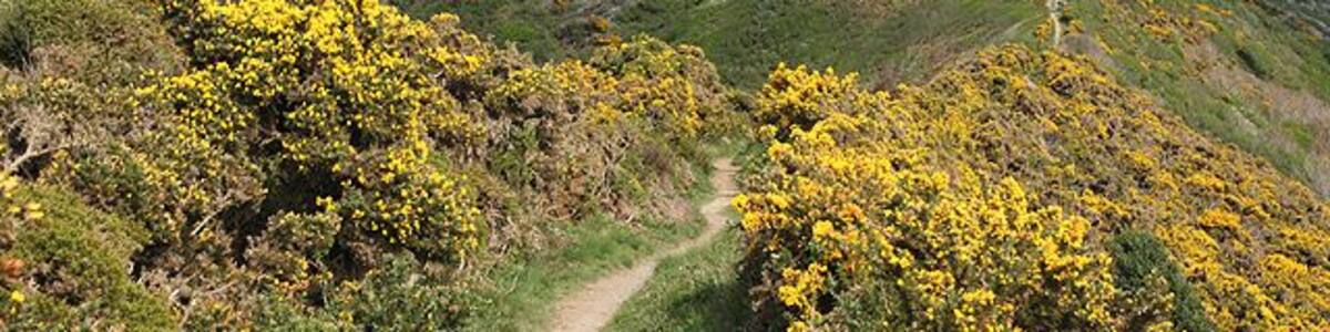 St Gennys: above Thorns Beach. On the South West Coast Path. This stretch of coast from Crackington Haven to the far side of Dizzard Point is now National Trust land