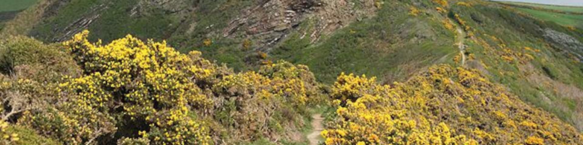 St Gennys: above ThornÂs Beach. On the South West Coast Path. This stretch of coast from Crackington Haven to the far side of Dizzard Point is now National Trust land