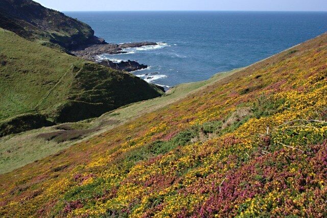 Heather and Gorse on the Northern Slope of Cleave Valley The gorse here is not the common stuff but low growing Western Gorse which, like heather, flowers in August/September.
