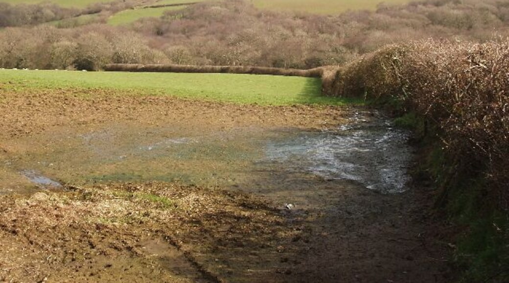 Field and woods below Trefrida View from road.