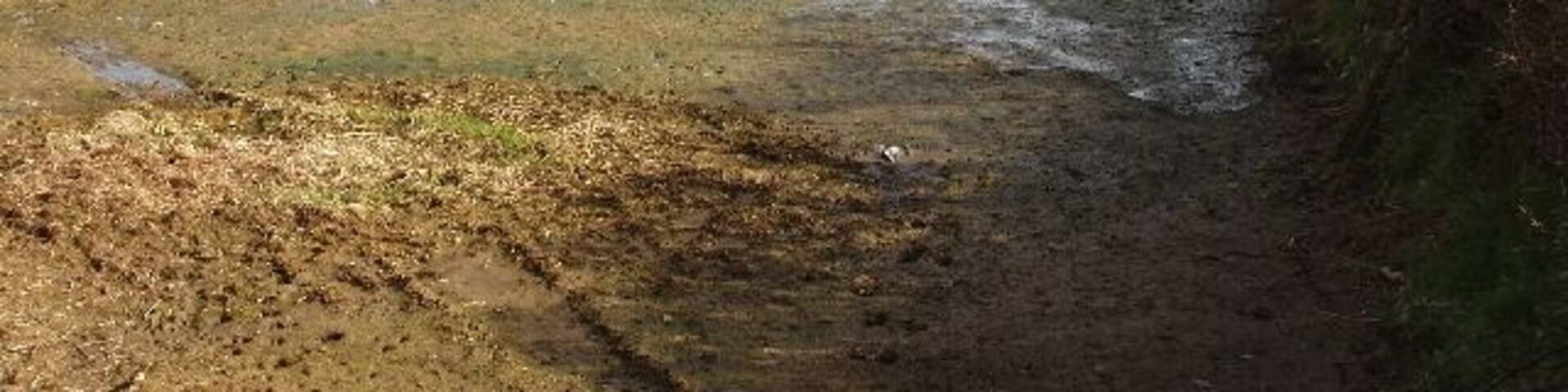 Field and woods below Trefrida View from road.