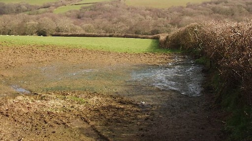 Field and woods below Trefrida View from road.