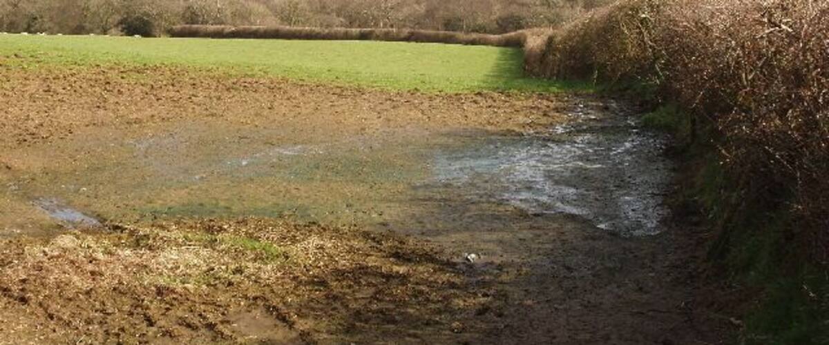 A muddy stream with a grassy bank and rolling hills in the background.