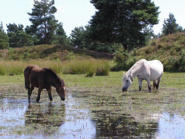 Two horses grazing in a wetland area with water and surrounded by trees.