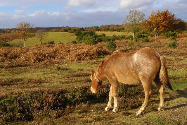 A horse grazing in a field with autumn-colored trees and a cloudy sky.