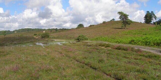 Brown Loaf, New Forest The sandy knoll on the right is called Brown Loaf, presumably because of its heathy brown colour and its conical topography. A path winds its way around to the left of the hillock, with the dismantled railway cutting to the right. The general slope of the heath is down to the left, towards Cranes Moor.
