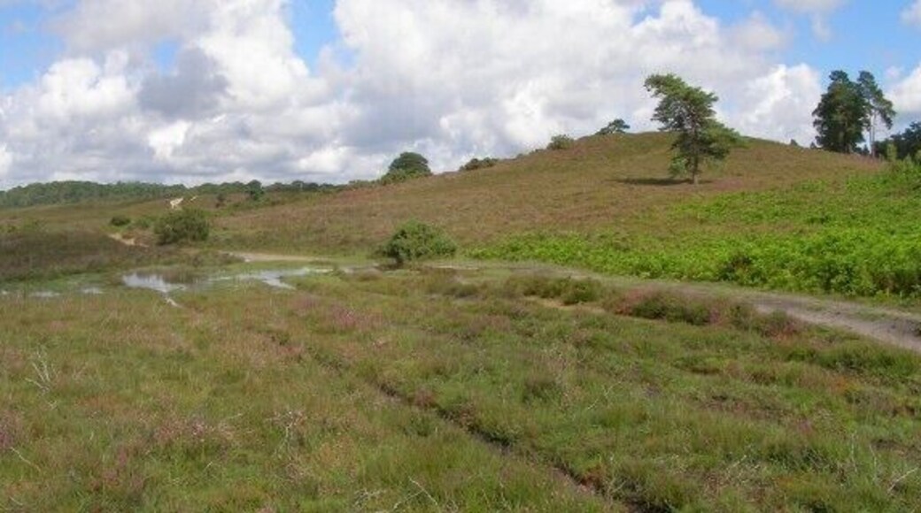 Brown Loaf, New Forest The sandy knoll on the right is called Brown Loaf, presumably because of its heathy brown colour and its conical topography. A path winds its way around to the left of the hillock, with the dismantled railway cutting to the right. The general slope of the heath is down to the left, towards Cranes Moor.