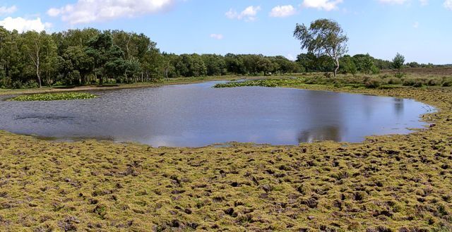 Long Pond, New Forest. A panoramic view of the pond during a dry spell, with some of the dried out pond-bed in the foreground.
