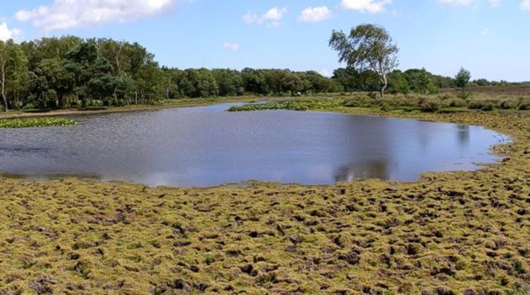 Long Pond, New Forest. A panoramic view of the pond during a dry spell, with some of the dried out pond-bed in the foreground.